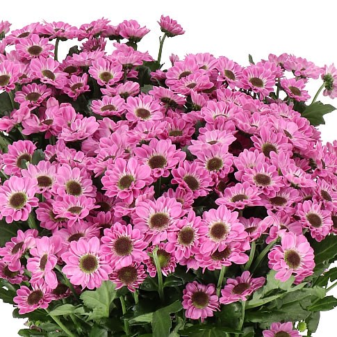 CHRYSANT SAN. YIN YANG PURPLE