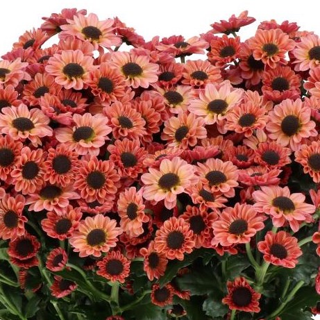 CHRYSANT SAN. YIN YANG SMOKEY