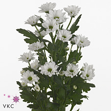 CHRYSANT SAN. bouncer