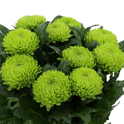 CHRYSANT SGL. ALEMANI