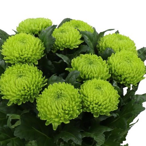 CHRYSANT SGL. ALEMANI