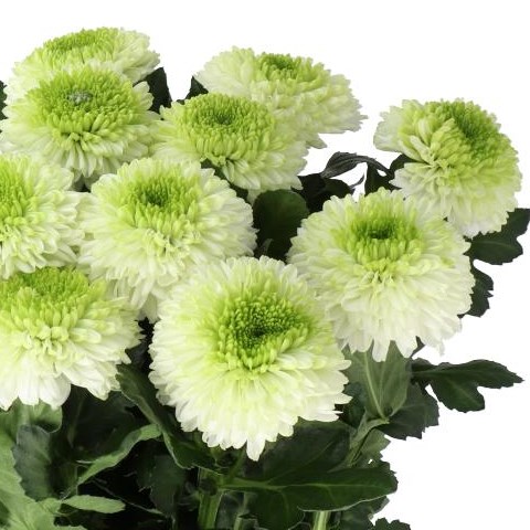 CHRYSANT SGL. ALIBABA