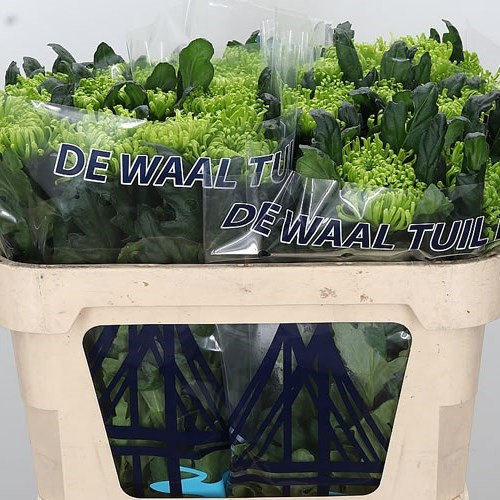 CHRYSANT SGL. ANASTASIA DARK GREEN