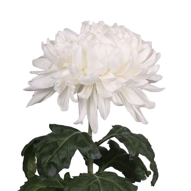 CHRYSANT SGL. ANTONOV