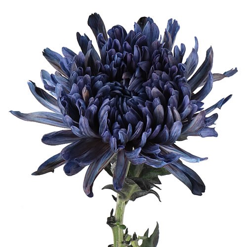 CHRYSANT SGL. ANTONOV DYED BLACK
