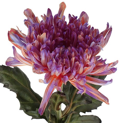 CHRYSANT SGL. ANTONOV DYED BONAIRE