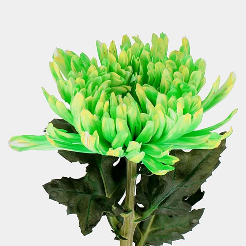CHRYSANT SGL. ANTONOV DYED BRASIL