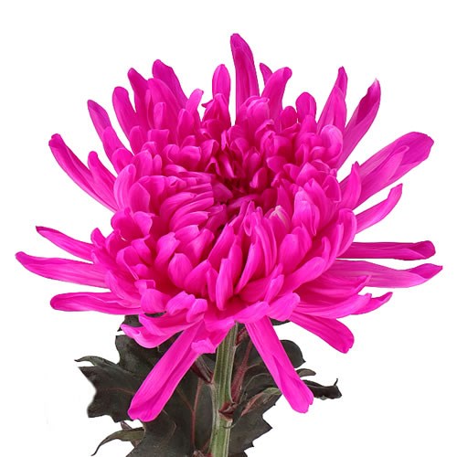 CHRYSANT SGL. ANTONOV DYED ERICA