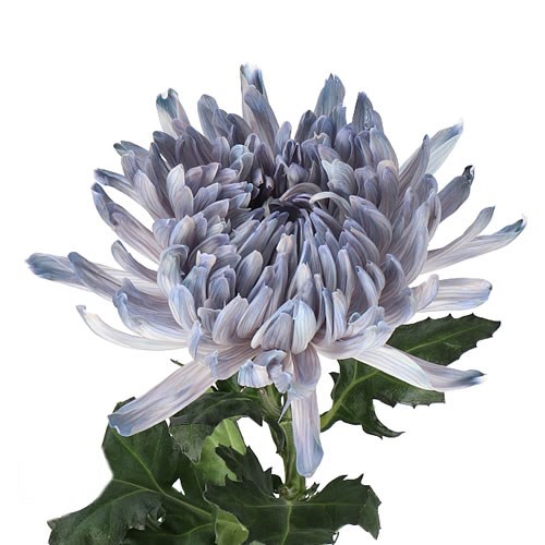 CHRYSANT SGL. ANTONOV DYED GREY