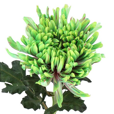 CHRYSANT SGL. ANTONOV DYED HAWAII