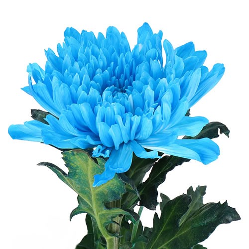 CHRYSANT SGL. ANTONOV DYED LIGHT BLUE