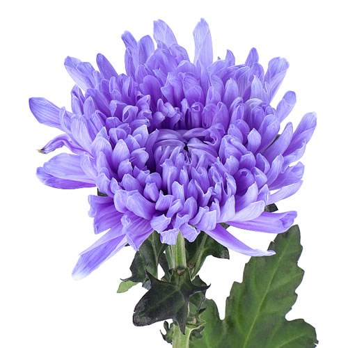 CHRYSANT SGL. ANTONOV DYED LILAC