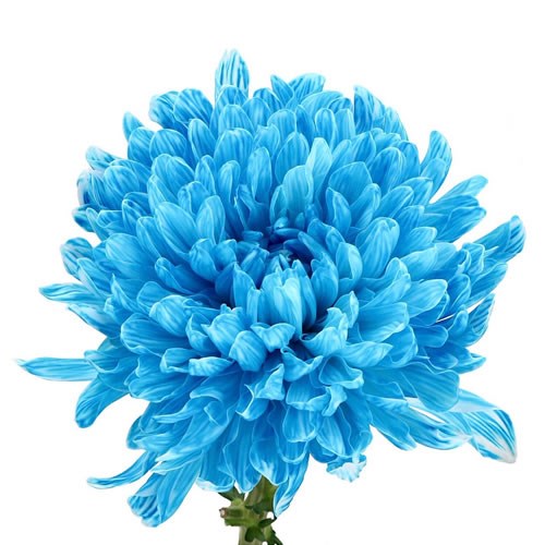 CHRYSANT SGL. ANTONOV DYED OCEAN BLUE