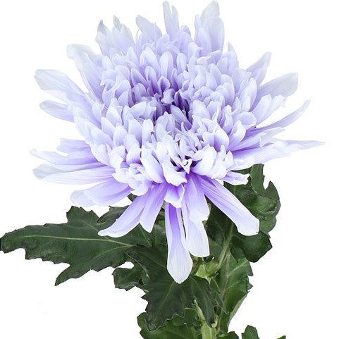 CHRYSANT SGL. ANTONOV DYED PASTEL LILAC