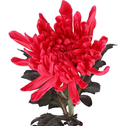 CHRYSANT SGL. ANTONOV DYED RED