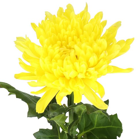 CHRYSANT SGL. ANTONOV DYED YELLOW