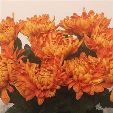 CHRYSANT SGL. ASTRO