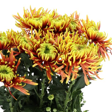 CHRYSANT SGL. BALTAZAR CANDLE