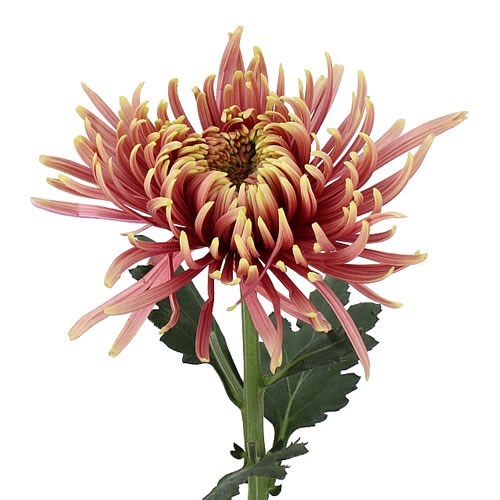 CHRYSANT SGL. BALTAZAR FLAME