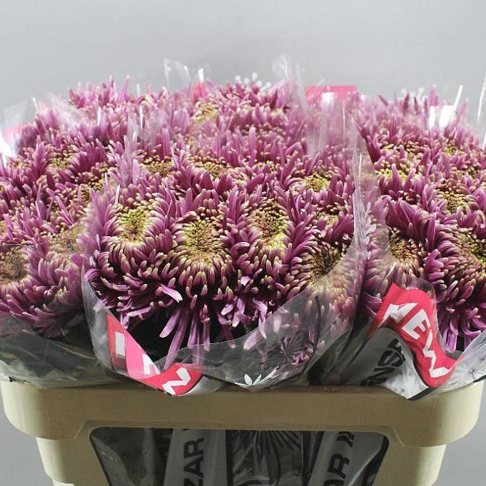 Chrysanthemum Blooms Wholesale Flowers UK Wedding Flowers