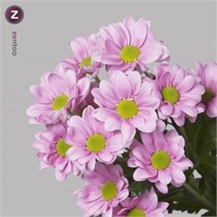 CHRYSANT SPR. CHELO
