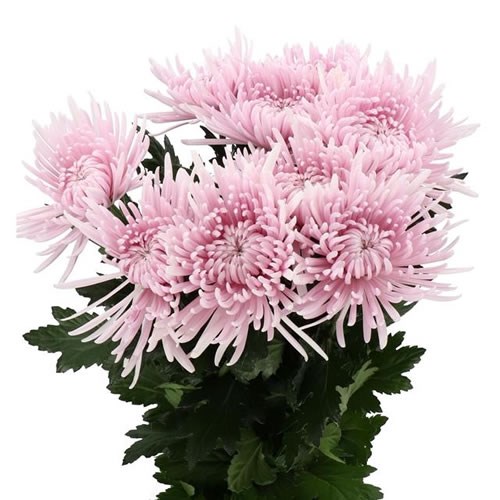 CHRYSANT SGL. CIPRIA