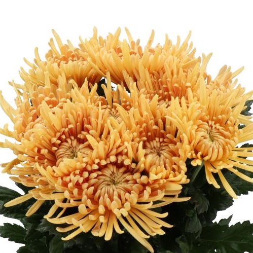 CHRYSANT SGL. CIPRIA SALMON