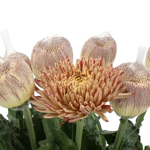 CHRYSANT SGL. COUTURE BRONZE