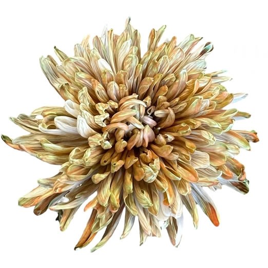 CHRYSANT SGL. DYED ANTONOV STANGER