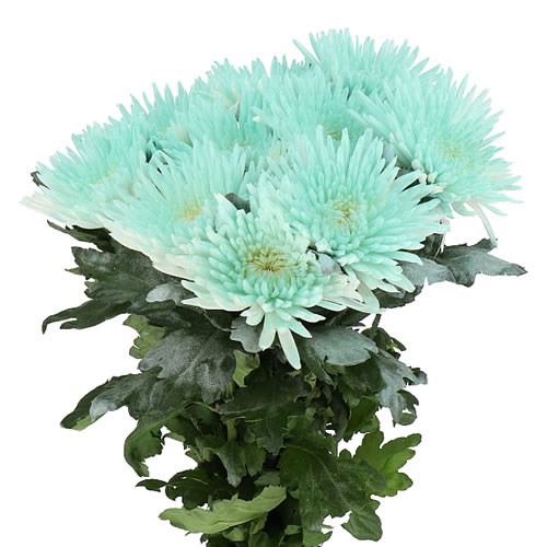 CHRYSANT SGL. DYED  BABY SOFT GREEN