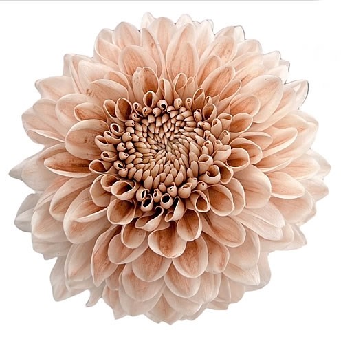 CHRYSANT SGL. DYED DUSTY CAFE