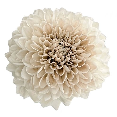 CHRYSANT SGL. DYED DUSTY LATTE