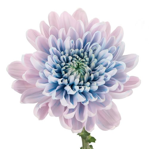 CHRYSANT SGL. ROSANNE DYED BLUE