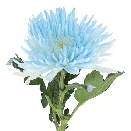 CHRYSANT SGL. DYED SOFT BABY BLUE C104