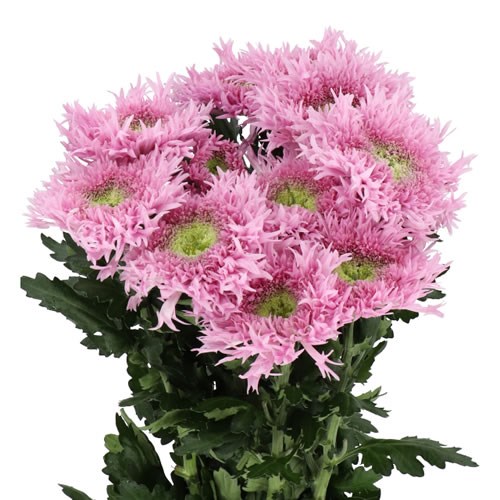 CHRYSANT SGL. ETRUSKO