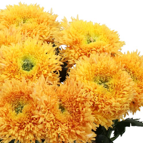 CHRYSANT SGL. ETRUSKO ORANGE