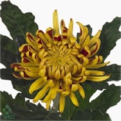CHRYSANT SGL. FUEGO