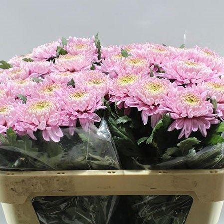 CHRYSANT SGL. HORNBILL