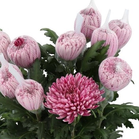 CHRYSANT SGL. HORNBILL DARK