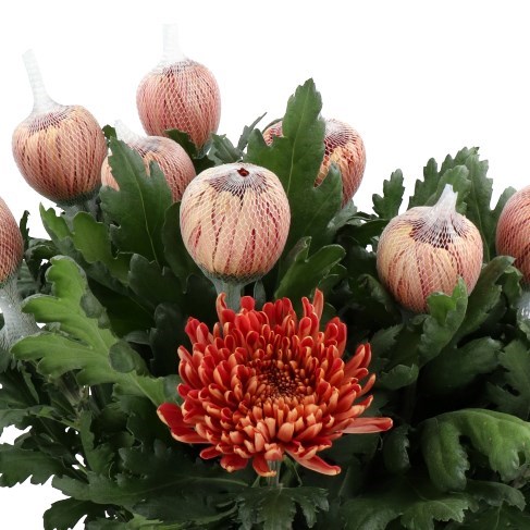 CHRYSANT SGL. HORNBILL SALMON