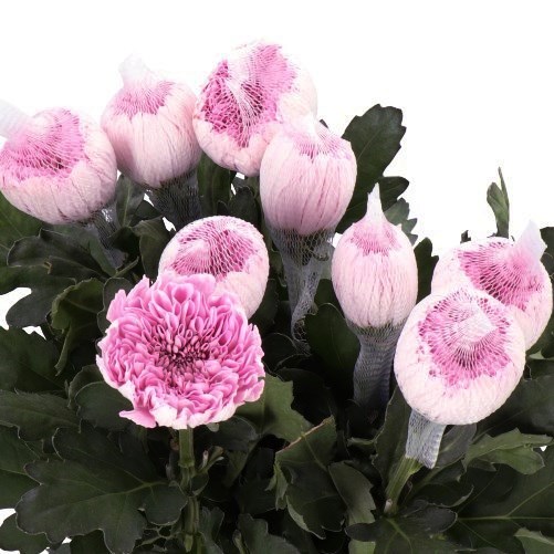 CHRYSANT SGL. KALIMBA