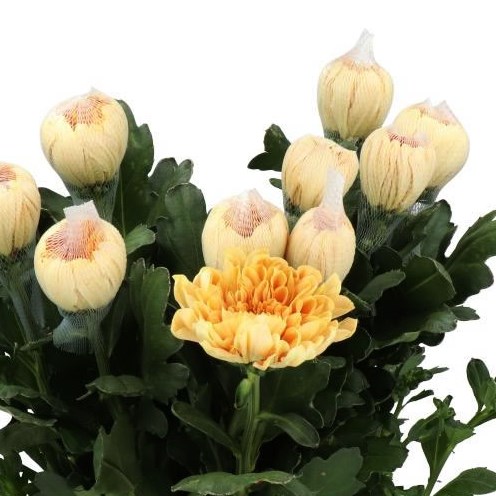 CHRYSANT SGL. KALIMBA ORANGE