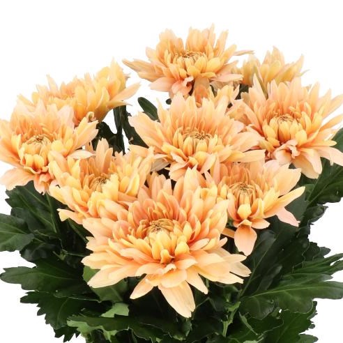 CHRYSANT SGL. KALIMBA SALMON