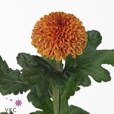 CHRYSANT SGL. KIEV BICOLOUR