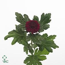 CHRYSANT SGL. KIEV DARK