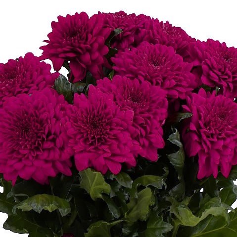 CHRYSANT SGL. LAMIRA