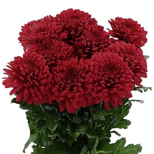 CHRYSANT SGL. LAMIRA RED