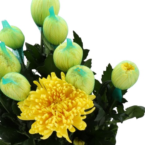 CHRYSANT SGL. MARACUJA