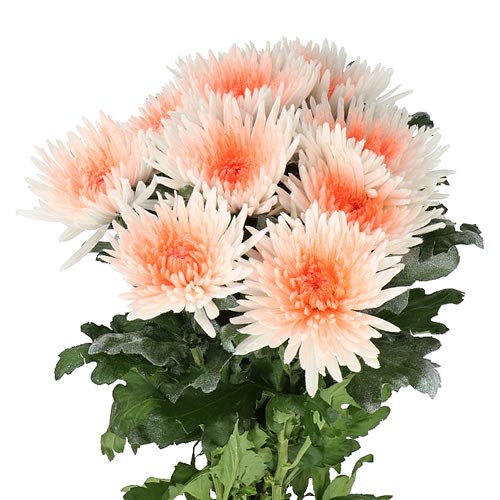 CHRYSANT SGL. MARSHMALLOW ORANGE