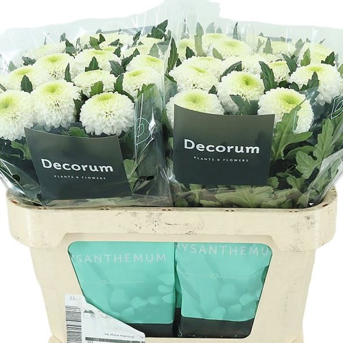 CHRYSANT SGL. MATCHPOINT